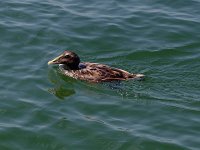 Common Eider